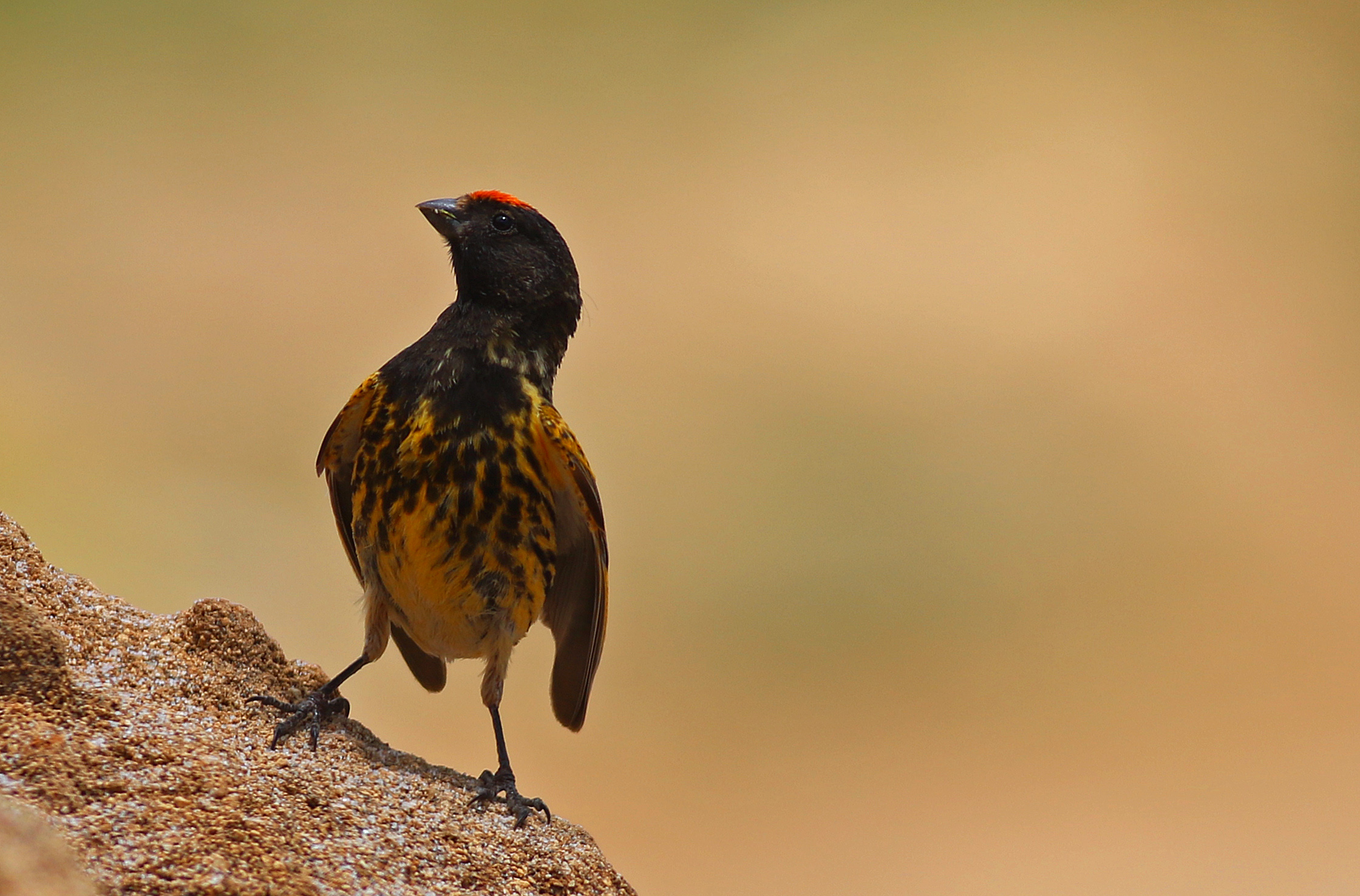 Fire-fronted Serin